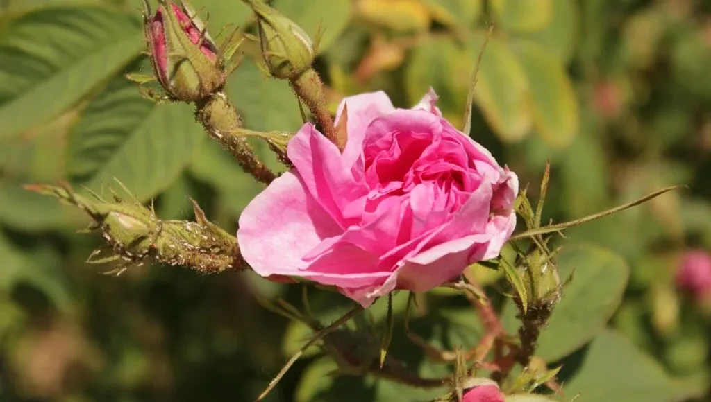 Bulgarian Rose