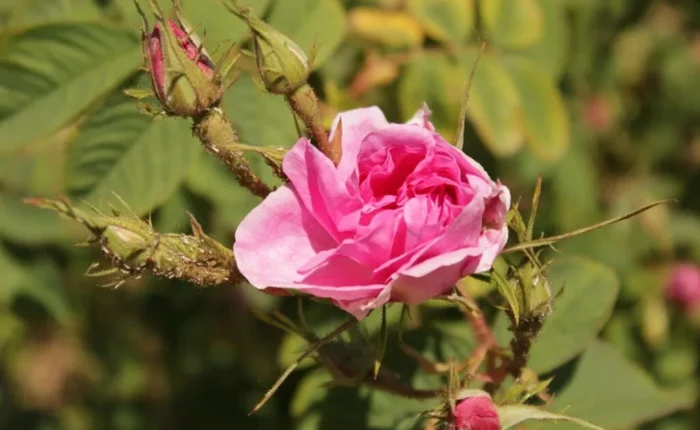 Bulgarian Rose