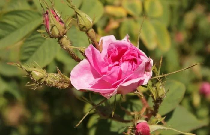 Bulgarian Rose