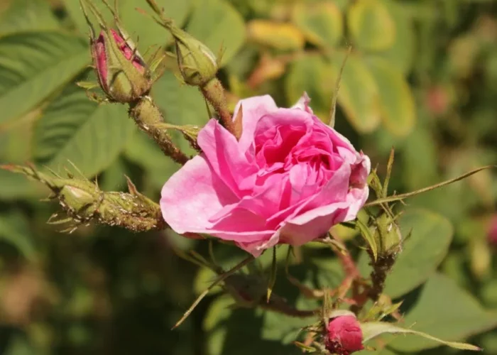 Bulgarian Rose